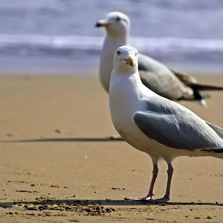 Aux Mouettes Les Pieds Dans L'eau Acces Direct A La Place 5 Personnes 아파트 *