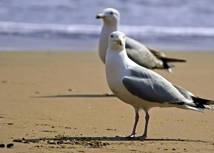 Aux Mouettes Les Pieds Dans L'eau Acces Direct A La Place 5 Personnes Apartamento *