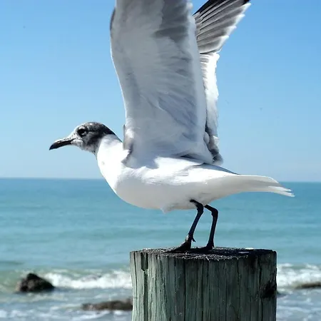 公寓 Aux Mouettes Les Pieds Dans L'eau Acces Direct A La Place 5 Personnes *